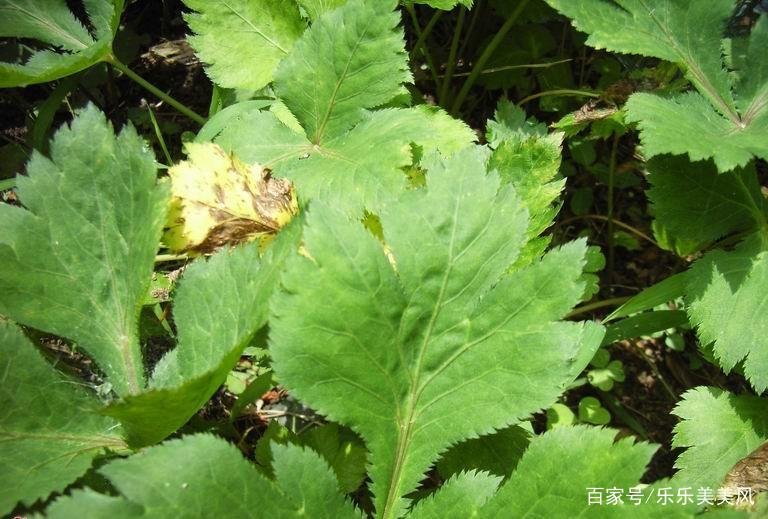 《本草》植物志之鸭脚板草:冠名权在哪里呢?