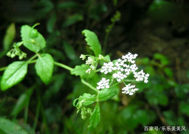 《本草》植物志之鸭脚板草:冠名权在哪里呢?
