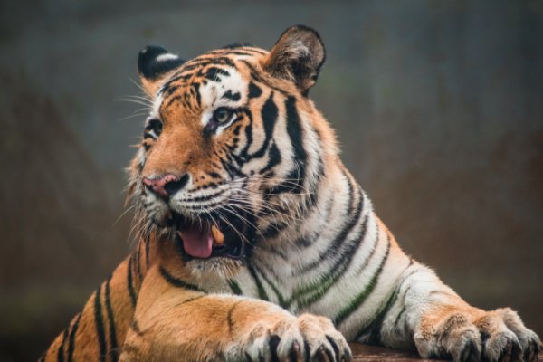 北京一游客违规下车与虎群对峙被刑拘,该名游客当时为何没有受伤?