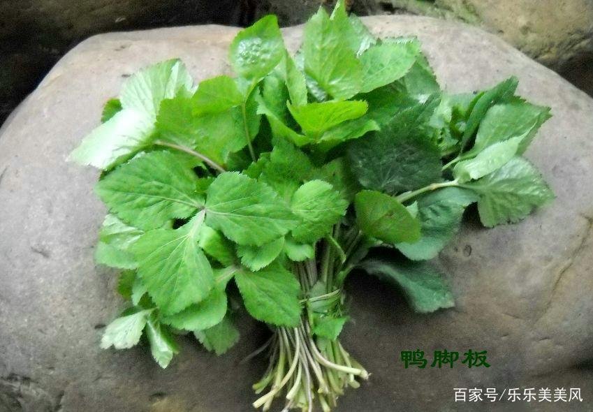 《本草》植物志之鸭脚板草:冠名权在哪里呢?