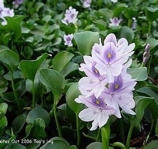 水葫芦是水浮莲吗