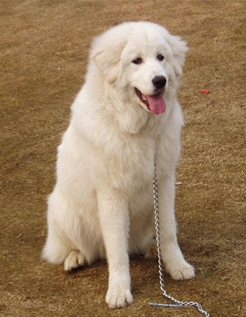 大型长毛狗狗有哪些品种？