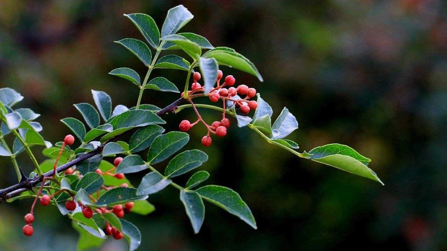 在农村，山上的野花椒有什么用途？