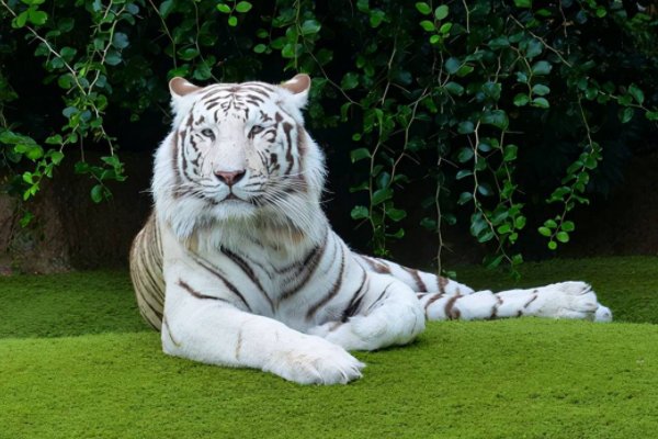 北京一游客违规下车与虎群对峙被刑拘,该名游客当时为何没有受伤?