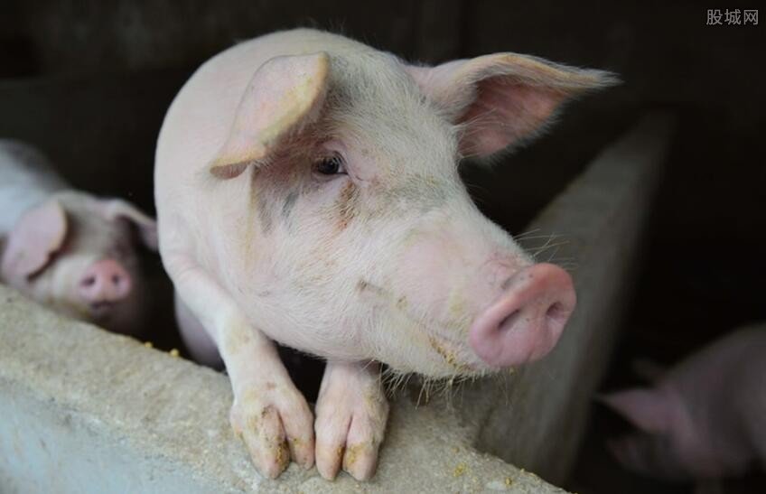 猪肉跌至十元一斤,商贩1天灌2000多斤香肠,夏天灌的肠口感如何?