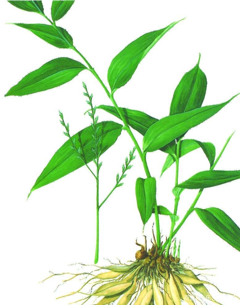 《本草》植物志之鸭脚板草:冠名权在哪里呢?