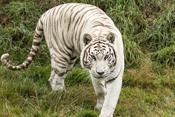 北京一游客违规下车与虎群对峙被刑拘,该名游客当时为何没有受伤?