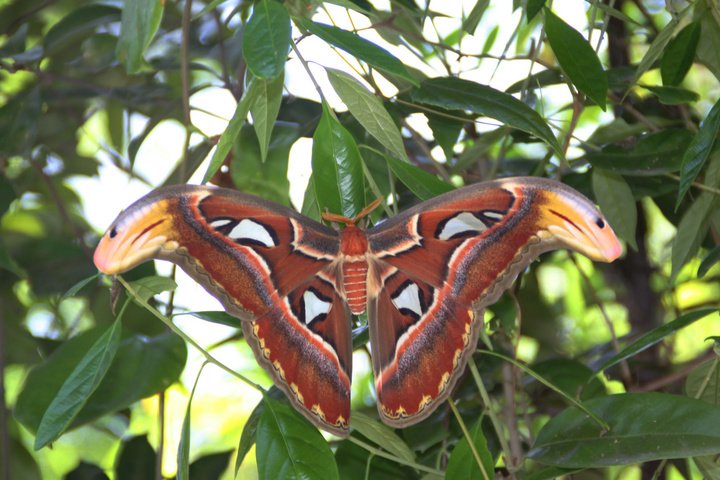 云南惊现两只蛇纹巨型飞蛾,它的外形有何特征?