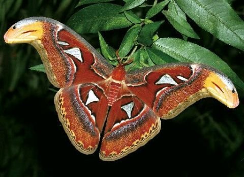 云南惊现两只蛇纹巨型飞蛾,它的外形有何特征?