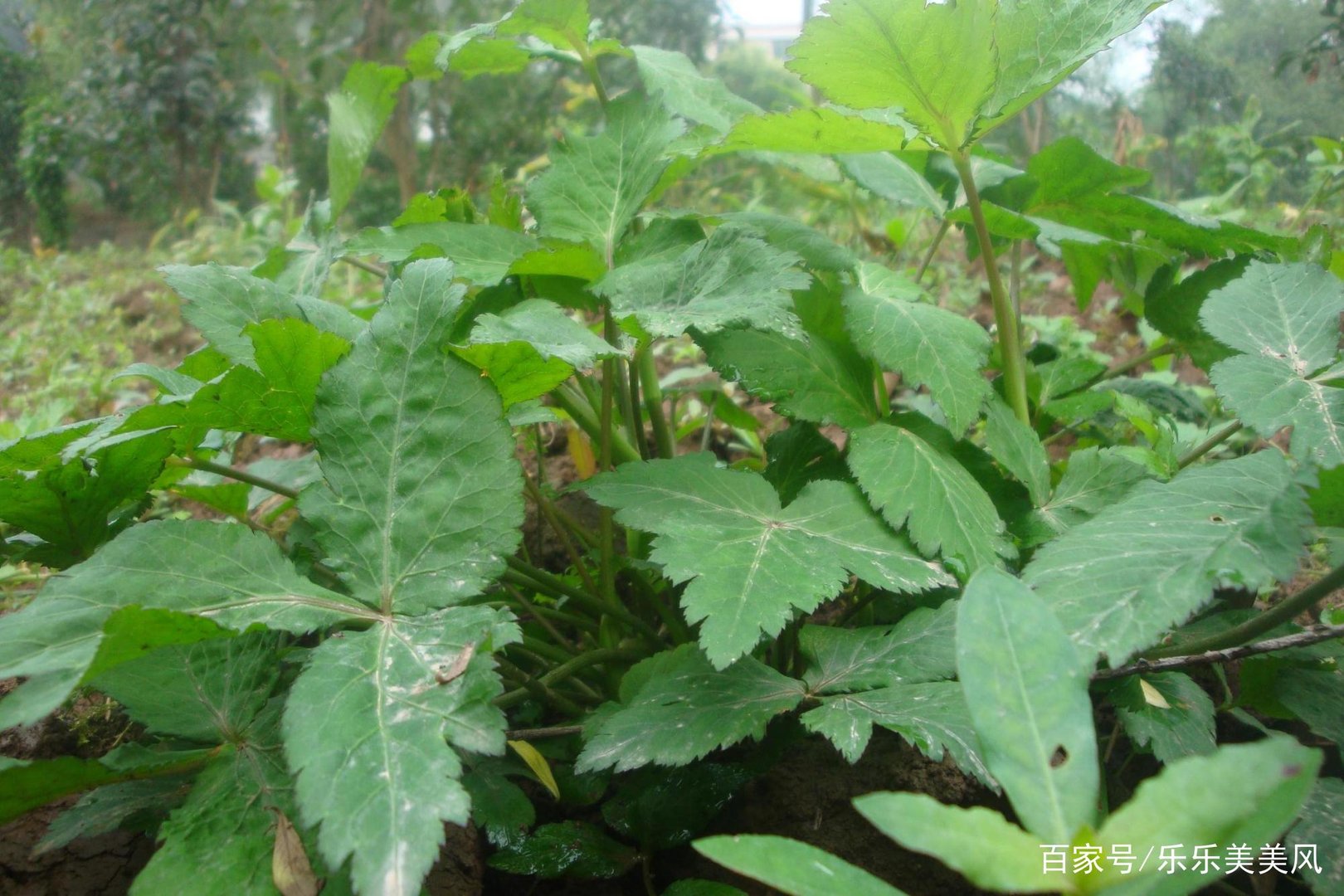 《本草》植物志之鸭脚板草:冠名权在哪里呢?