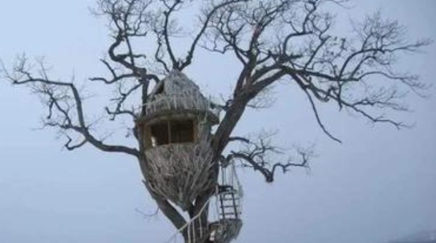 生活在树上作者是谁