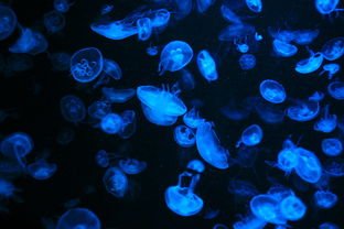 乌克兰巨大水母覆盖水面，造成水母泛滥的原因是什么？