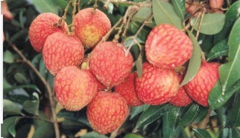 蚂蚁庄园吃荔枝算酒驾吗?