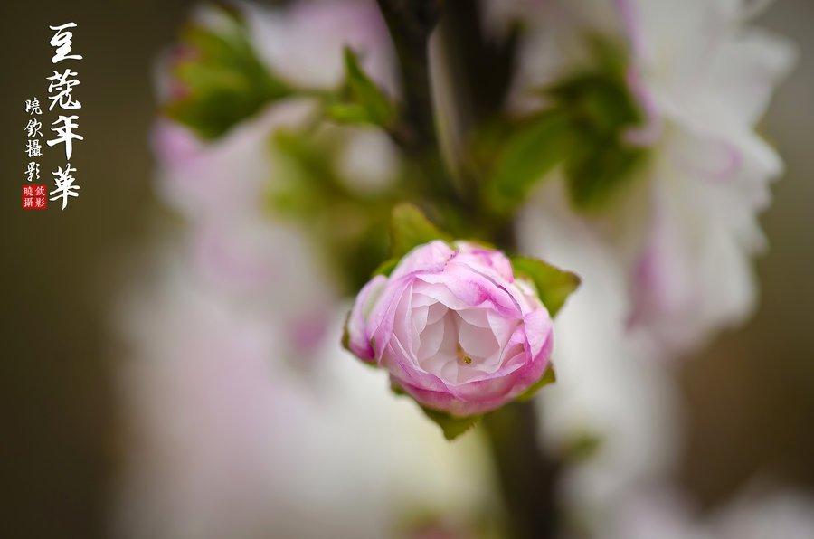 豆蔻年华形容哪个动物