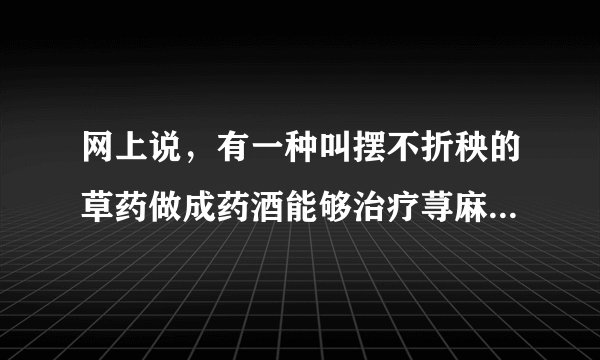 网上说，有一种叫摆不折秧的草药做成药酒能够治疗荨麻疹，我想问问，这病能喝酒吗？