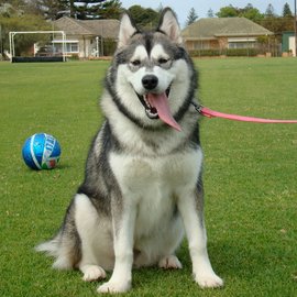 大型长毛狗狗有哪些品种?