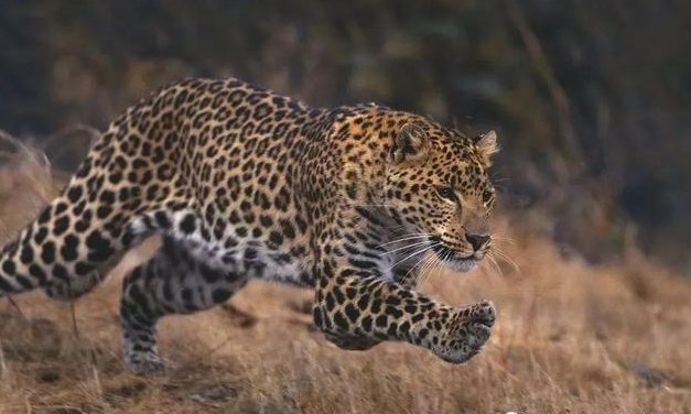 西藏幼童疑被豹子叼走，1天后被寻获，豹子的杀伤力有多强？