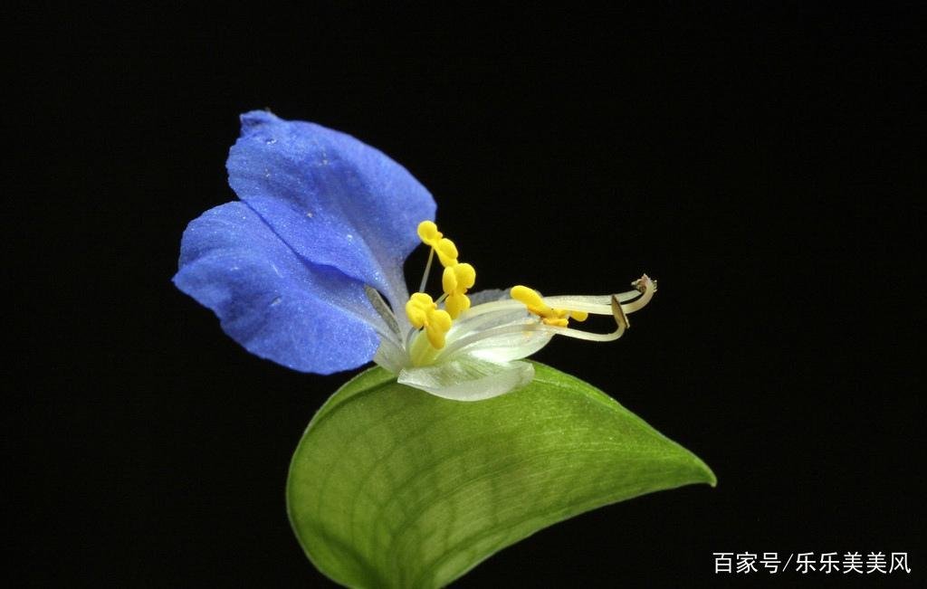 《本草》植物志之鸭脚板草:冠名权在哪里呢?