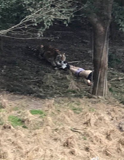 宁波雅戈尔动物园老虎咬人事件是怎么回事?