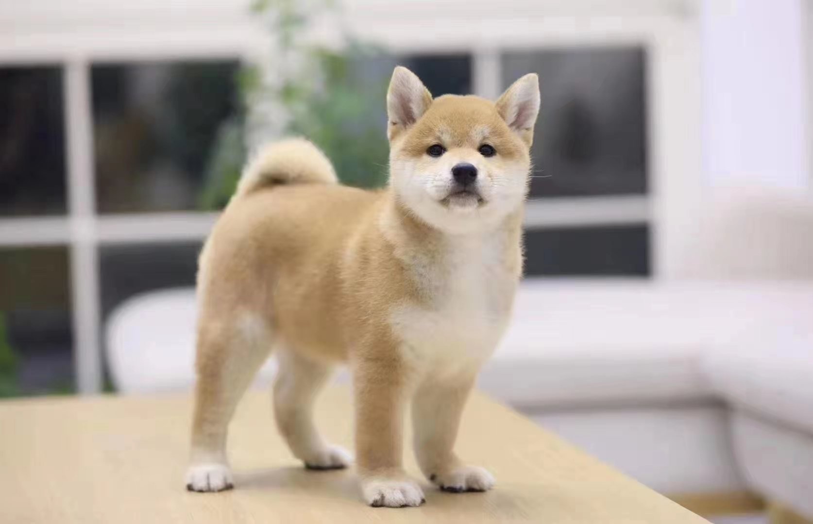 一只小柴犬大概多少元