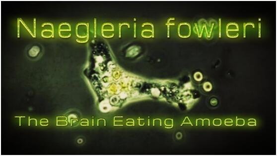 “食脑虫”正穿越美国向北“进军”,为何人类都怕这种虫子?