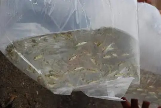 江苏连云港男子运送4500万尾鱼苗被拒下高速，造成的损失该谁承担？