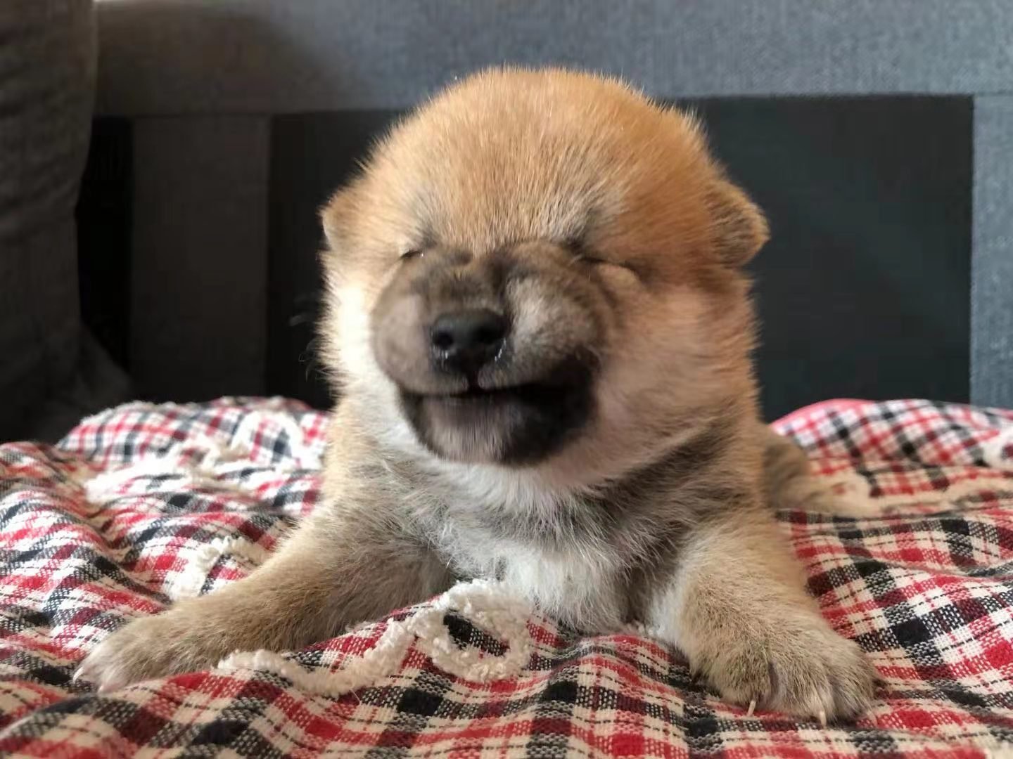 一只小柴犬大概多少元