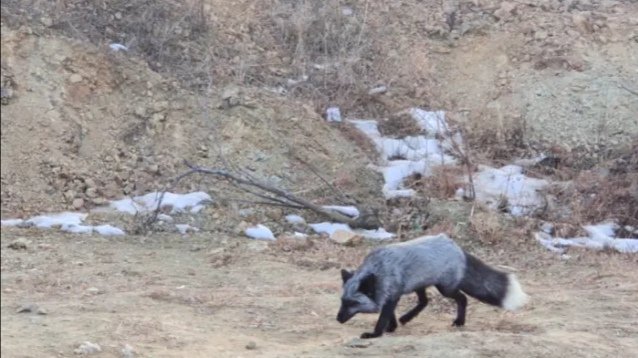 罕见银黑狐现身北京门头沟，黑色狐狸是变异而来的吗？
