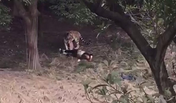 宁波雅戈尔动物园老虎咬人事件是怎么回事?