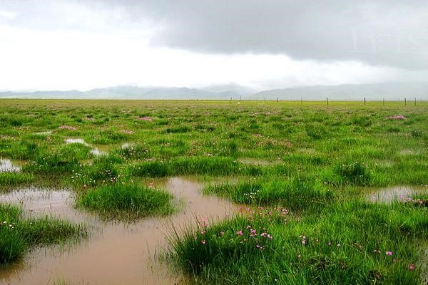 为什么能沼泽里逃出来的生物寥寥无几?