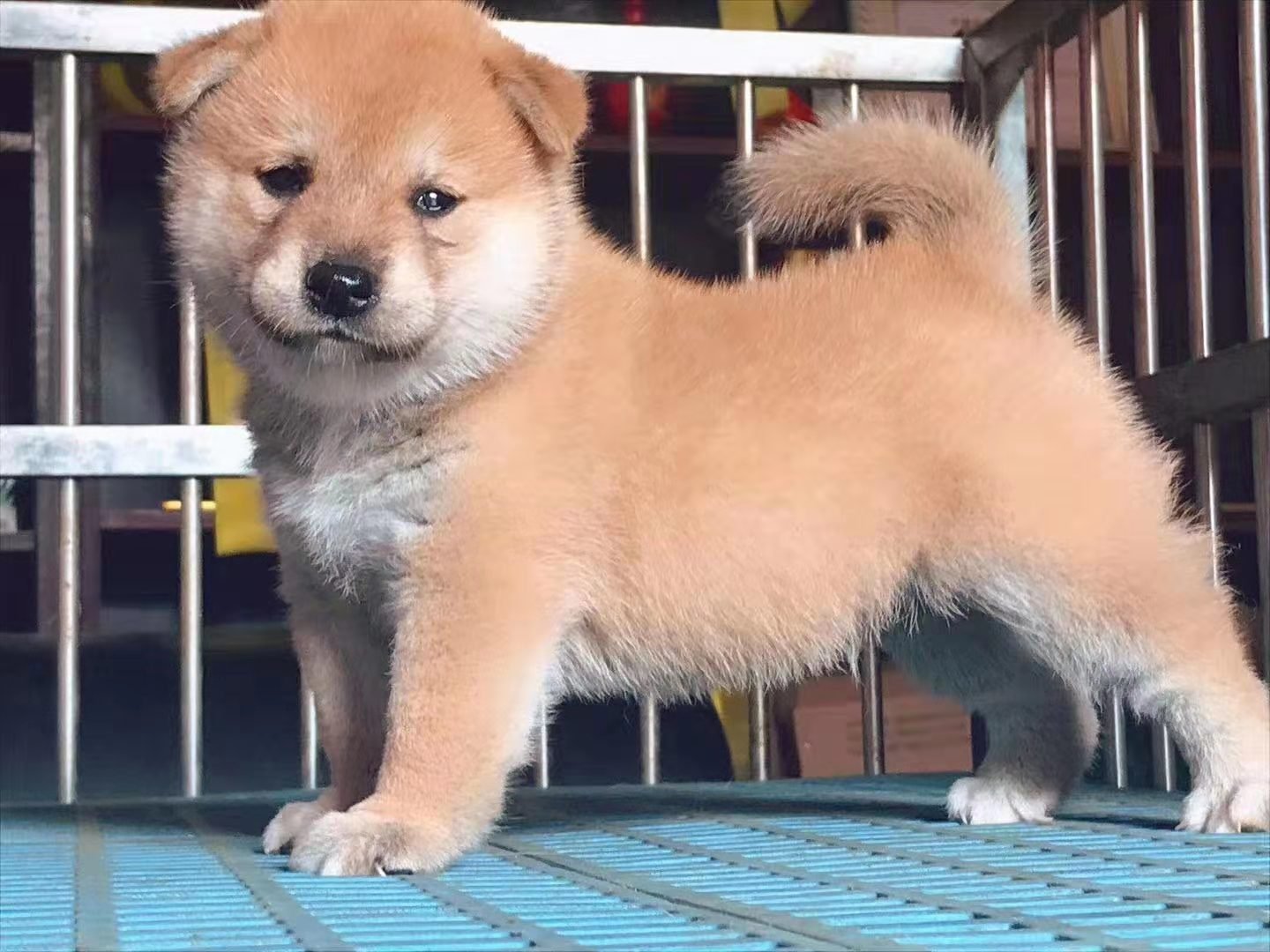 一只小柴犬大概多少元