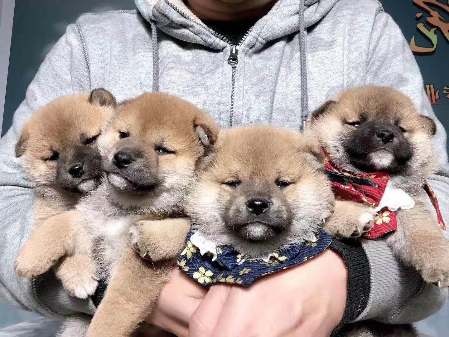 一只小柴犬大概多少元