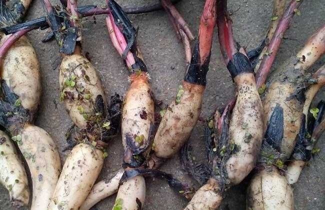 藕怎么种植图解