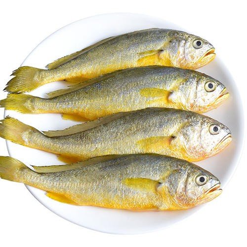 小黄花鱼是淡水鱼还是海水鱼