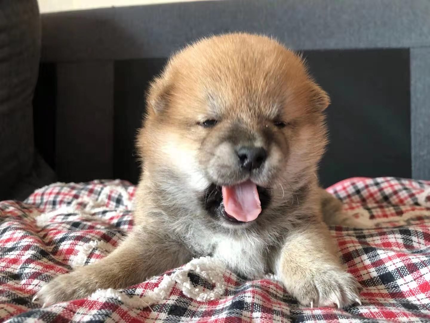 一只小柴犬大概多少元