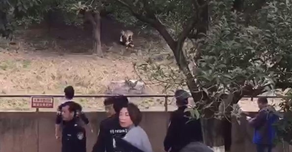 宁波雅戈尔动物园老虎咬人事件是怎么回事?