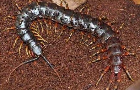 世界上最大的蜈蚣