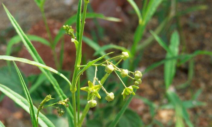 徐长卿的功效与作用分别是？