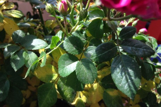 花的叶子变黄是什么原因