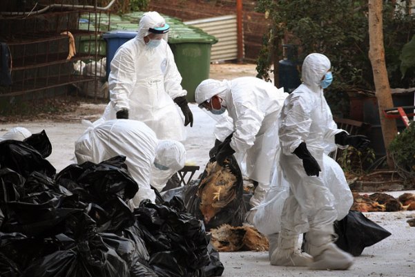 四川发生禽流感,此禽流感会不会传染给人?