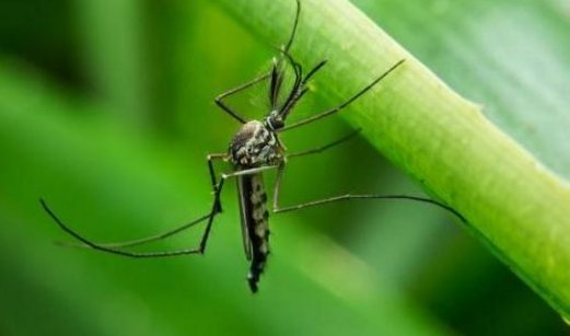 美国批准释放7.5亿只转基因蚊子,这么做的目的是什么?