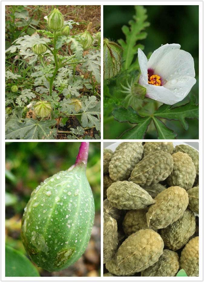 野西瓜有什么用处？