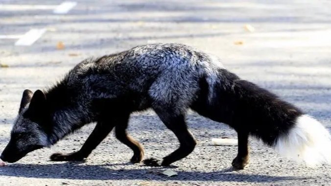 罕见银黑狐现身北京门头沟，黑色狐狸是变异而来的吗？