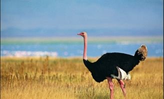 离奇出走的大宠物！鸵鸟趁主人不注意逃上街头狂奔，网友对此有何评价？