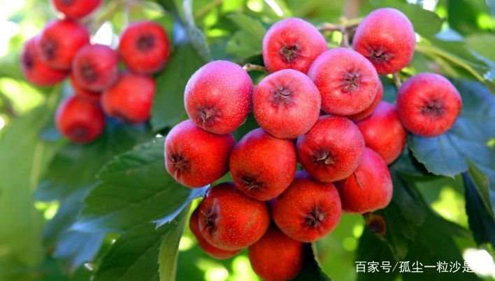 山楂和山里红 有什么区别