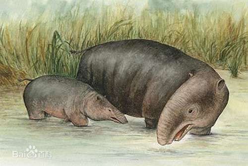 始祖象是什么时间段出现？