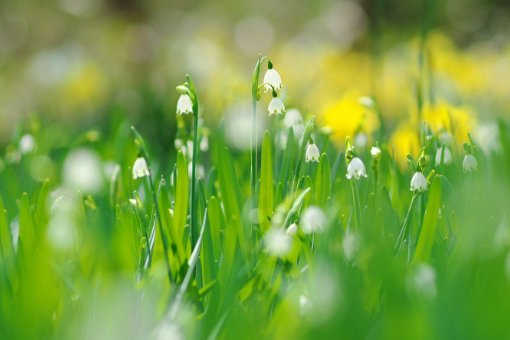 感恩国家的句子或一段话