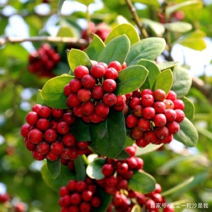 山楂和山里红 有什么区别