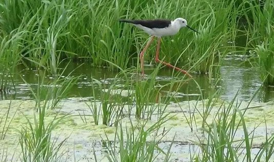 沙漠水稻已经成功种植了吗?