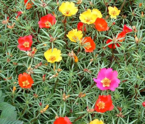 《种一片太阳花》赞美了太阳花什么,千么的特点。